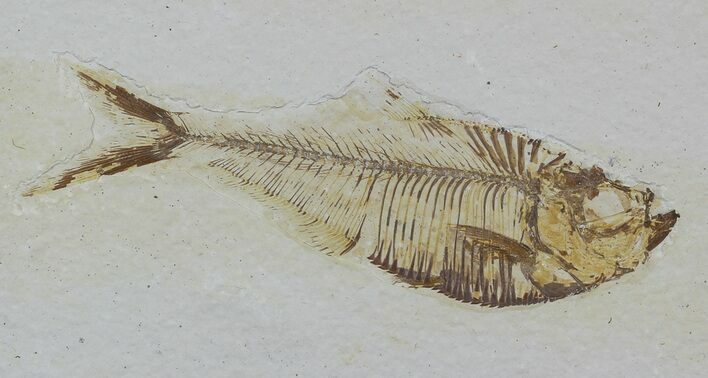Diplomystus Fossil Fish - Wyoming #58616